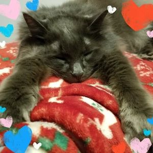 Meet your Posher, Brenda